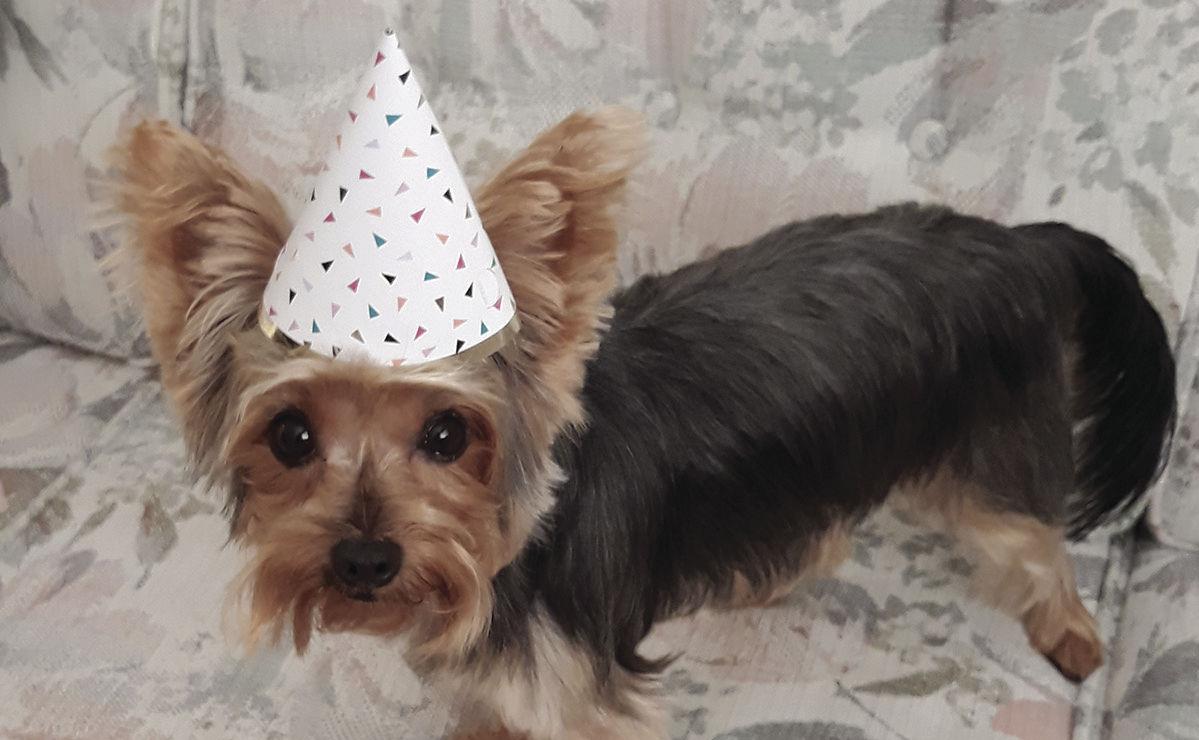 Pet of the Week - Week of Jan. 24, 2020
